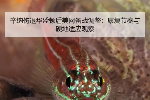 辛纳伤退华盛顿后美网备战调整：康复节奏与硬地适应观察